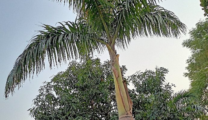Dehradun to Rudrapur Taxi